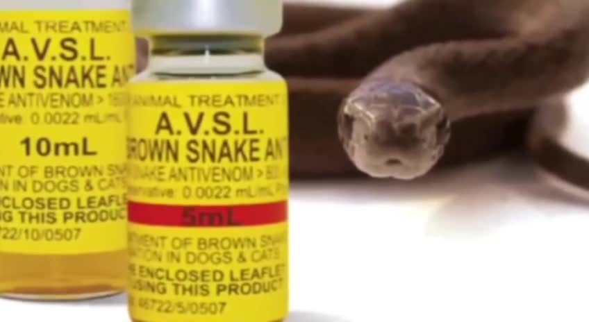 SNAKE Venom Drink is not toxic ! Only if injected !!