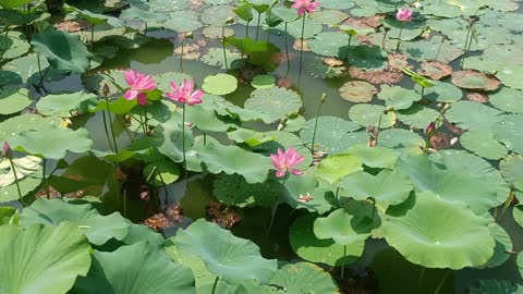 The lotus overgrown the pond