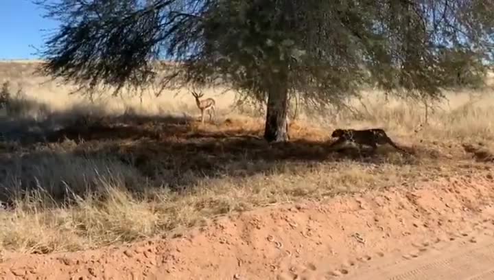 How the leopard pounces on its prey