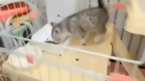 Cute cat eating