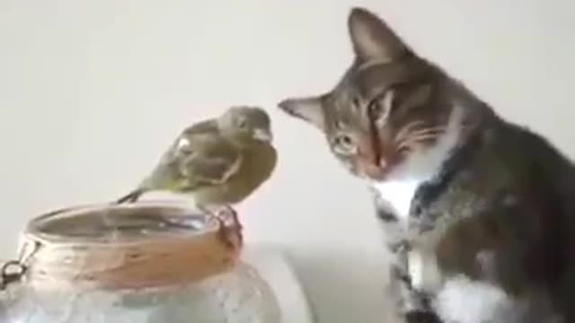 Funny Cat Videos Funny Animal Funny Cat Funny Animals Compilation | #Funny_Animals