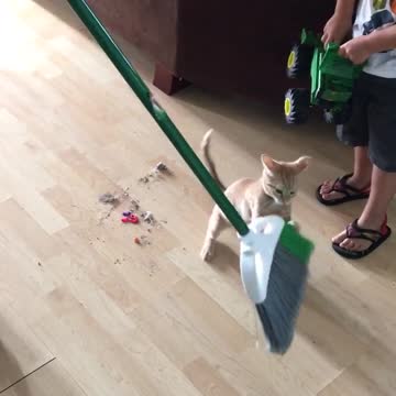 Gatito quiere 'ayudar' a limpiar la casa