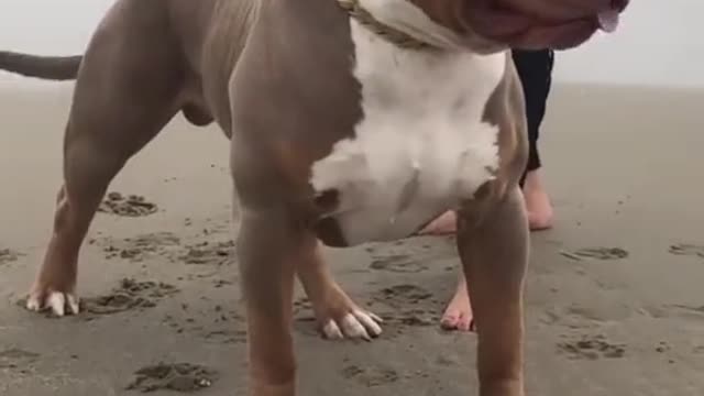 Funniest Dogs And Cats Videos - Funny Animal Videos, Best of the 2021 №7