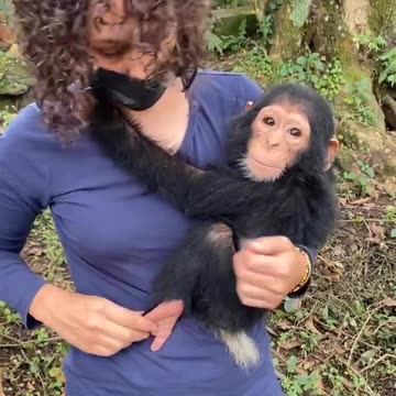 A baby chimp who's been rescued from wildlife trafficking gets a much needed hug