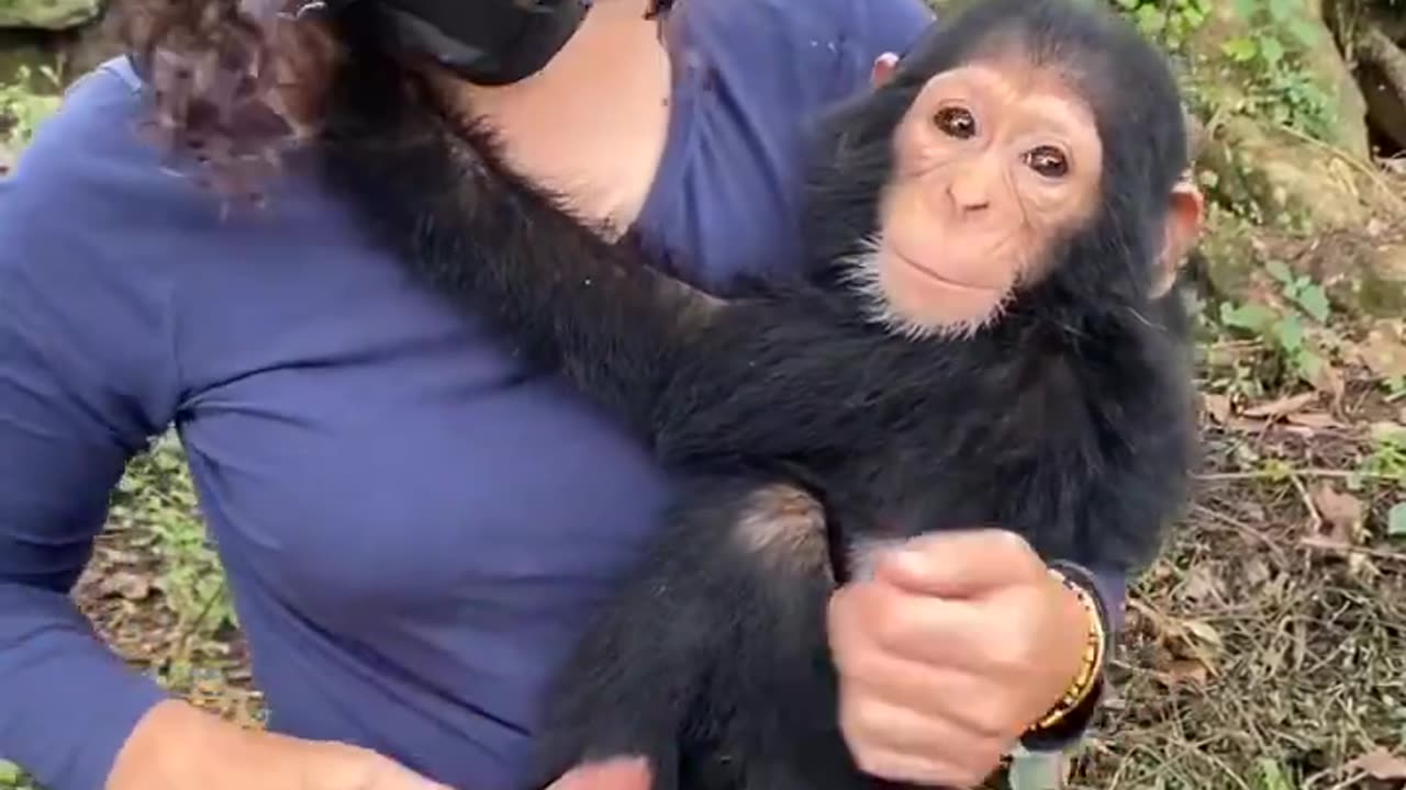 A baby chimp who's been rescued from wildlife trafficking gets a much needed hug