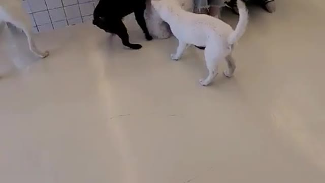 Baby Jindo Dog vs Bichon vs Bulldog