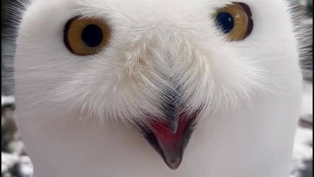 badjokes#hedidntlaugh