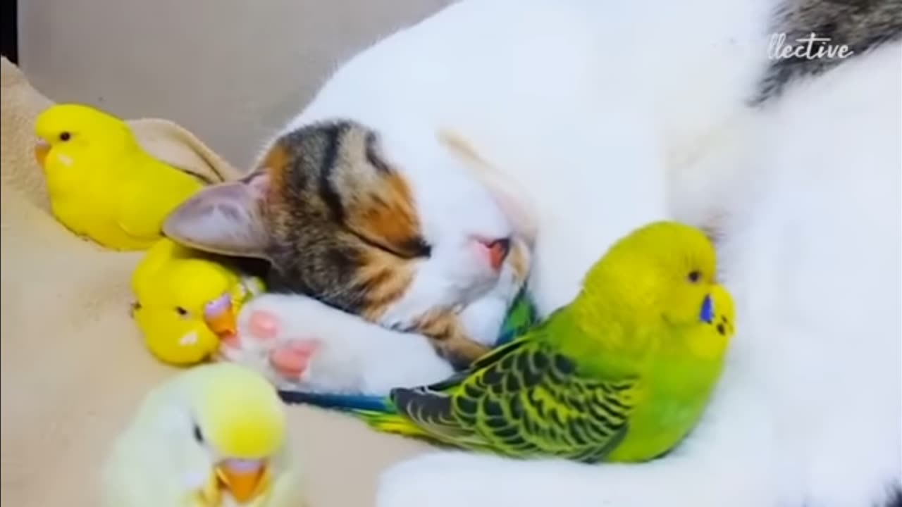 2023 must watch video funny Birds doing great fun 🤣