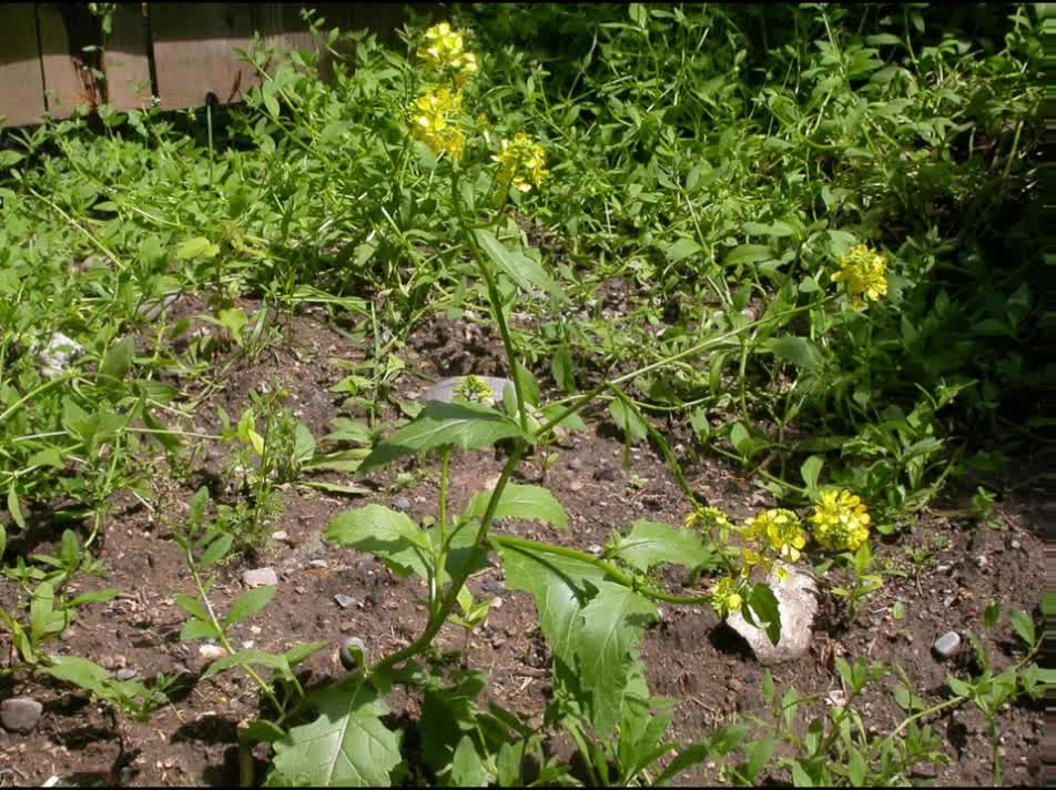 Mostarda-negra ( Brassica nigra ) serve para dores reumáticas e bronquite