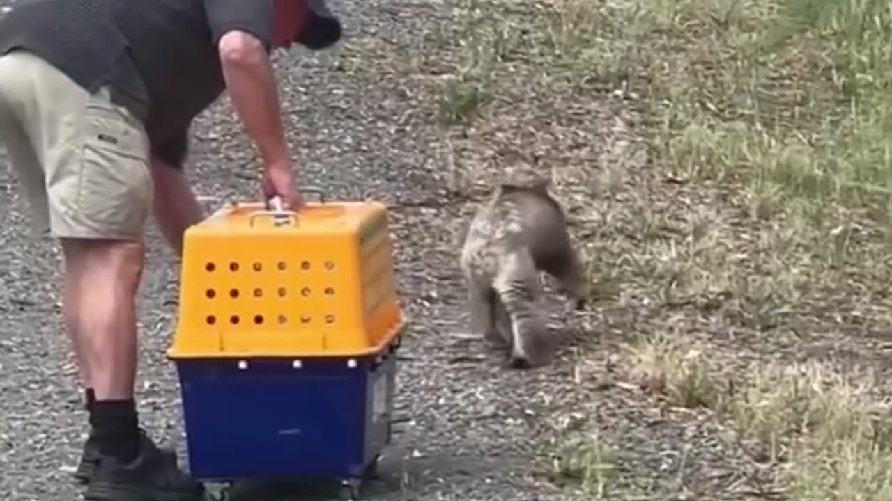 Kind girl rescues koala stuck in fence