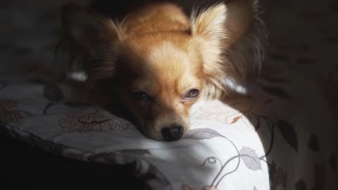 Adorable funny longhair chihuaha dog sleeps on plaid. Very cute pet. Beautiful sun shade