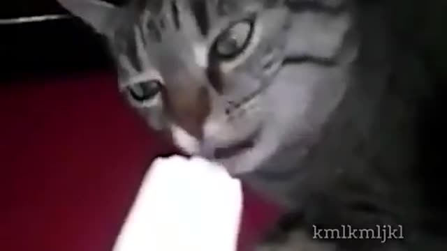 the cat's brain freezes