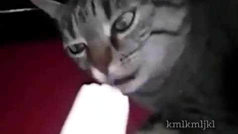 the cat's brain freezes