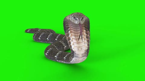 Green screen snake