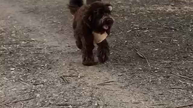 Brown dog in teddy bear costume walking in dirt