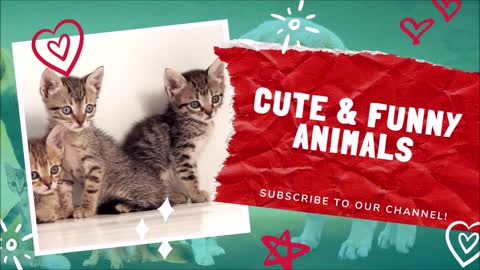 Cute and Funny Cat Videos to Keep You Smiling 😺🐈😀 April special 2021