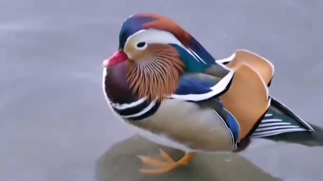 Mandarin Duck Most Beautiful Birds on Planet