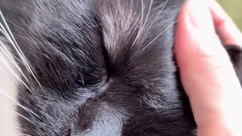 Cute cat / funny cat