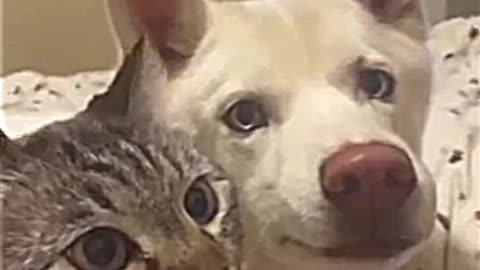 Funny animals videos 🤣😂 #funny#comedy#animals