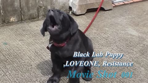 Black Lab ,LOVEONE, Movie Shot 001E `RESISTANCE`