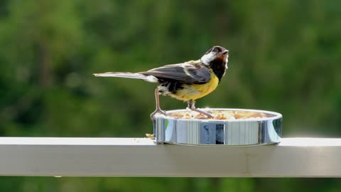 A bird of different colors eats seeds quickly