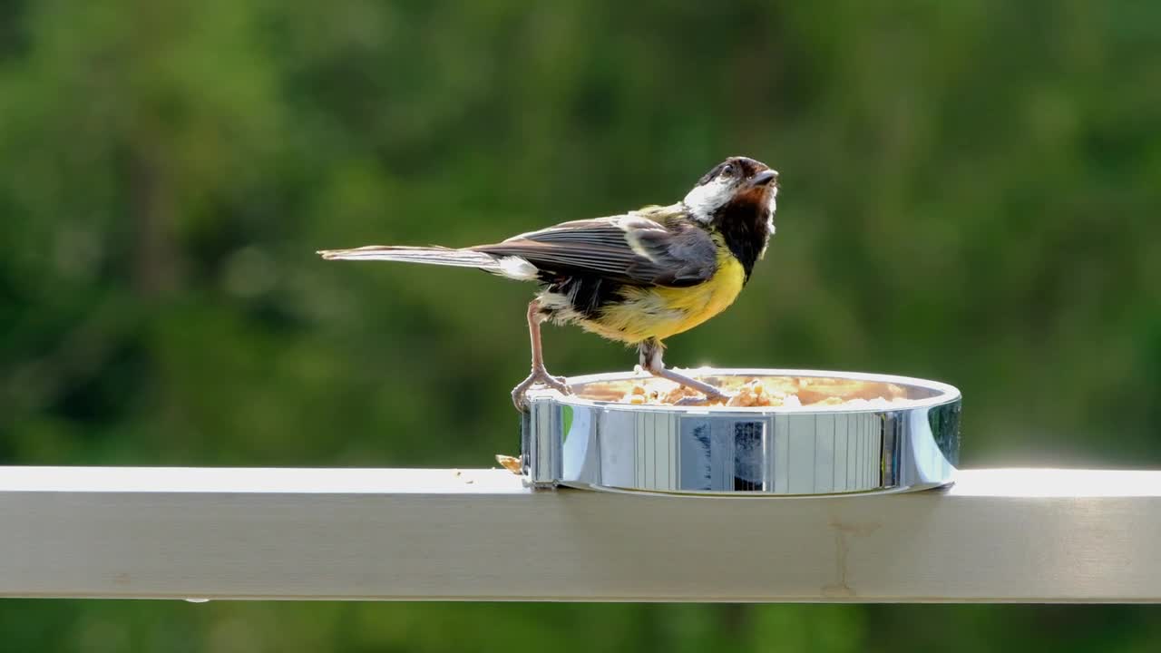 A bird of different colors eats seeds quickly