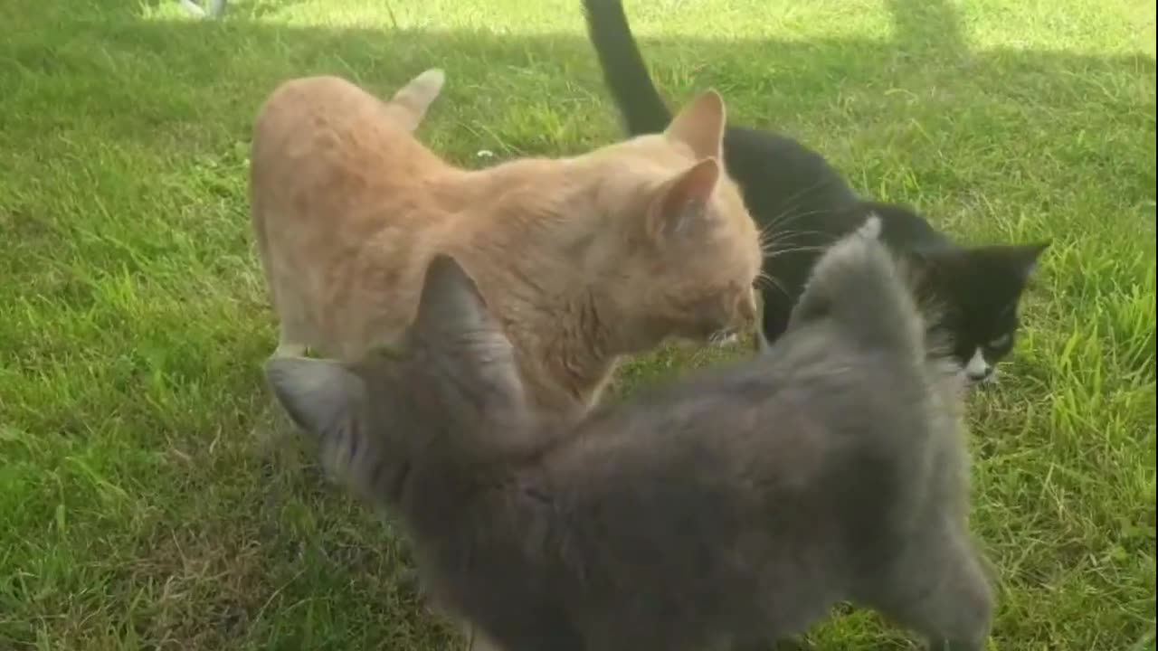Funny animals - Part 11