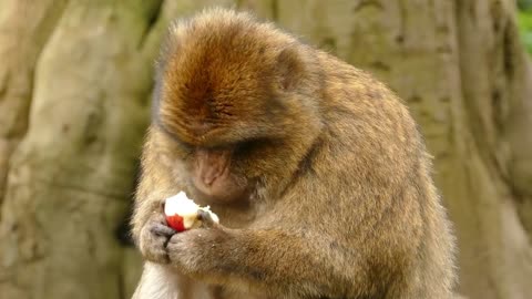 Hungry Gorilla Eating Apple