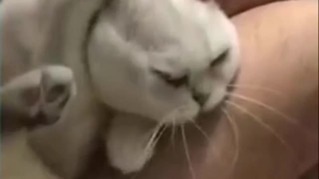 Funny And Cute Cat'S, Life Cats videos (part2)