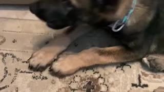 Puppy German Sheppard Tera Chomp Chomp