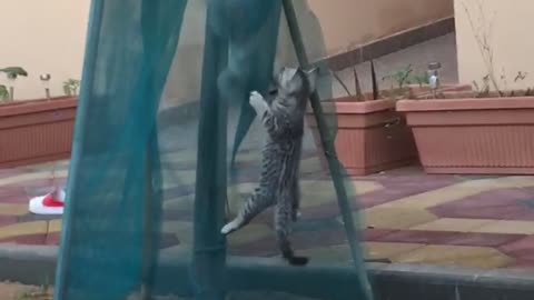 Two cats on a tree surrounded by green net