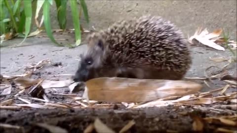 Cute Baby Hedgehogs