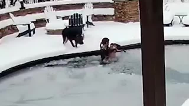 Woman Saves Her Drowning Dog&#039;s Life