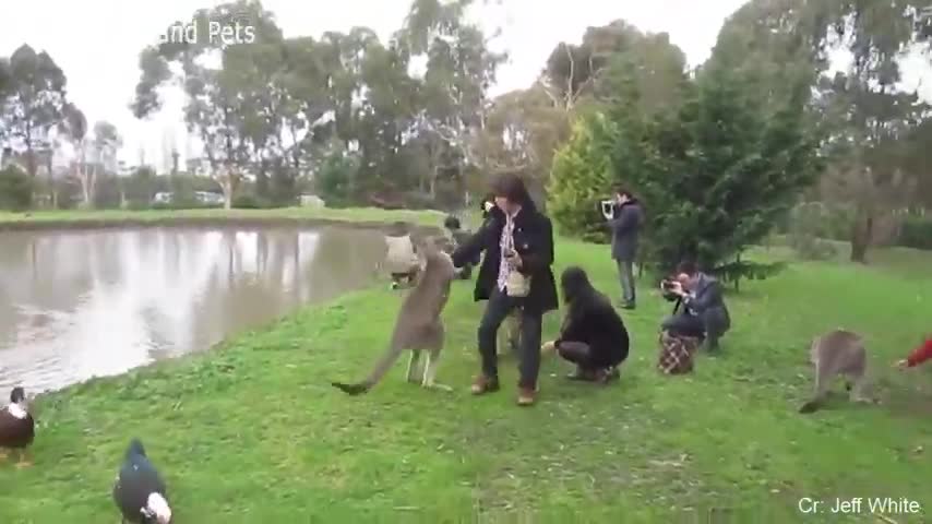 animals scaring human