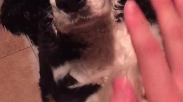 Black white dog gives high five to owner in kitchen