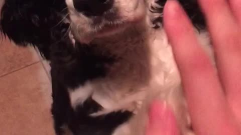 Black white dog gives high five to owner in kitchen