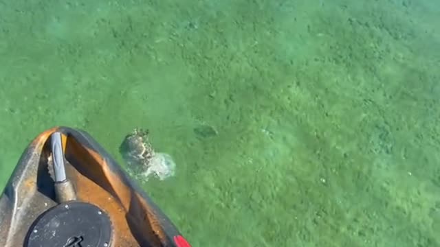 Crystal clear water and smallies