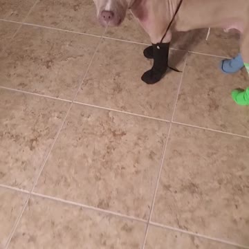 Simba gets his socks