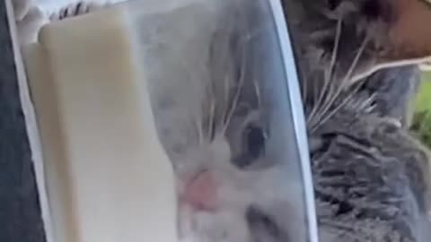 kitten,cute kitten pets naughty Cat drinking milk 🍼🥛😸❤️🤞