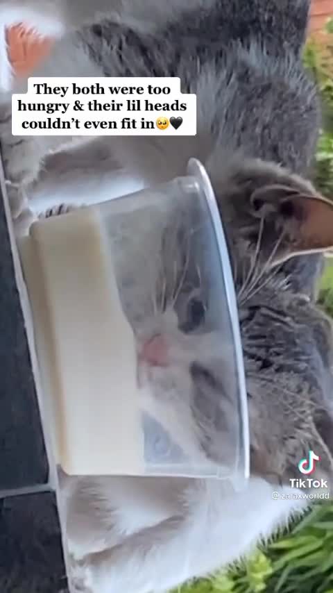 kitten,cute kitten pets naughty Cat drinking milk 🍼🥛😸❤️🤞