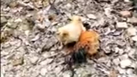 Chicken VS Dog Fight - Funny Dog Fight Videos