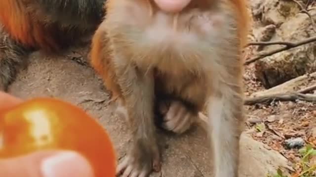 A cute adorable baby monkey is so happy for an Orange