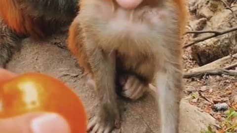 A cute adorable baby monkey is so happy for an Orange