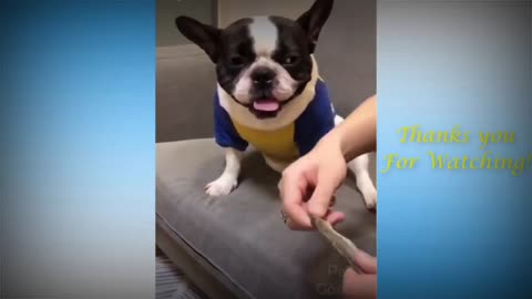 Cute Pets And Funny Animals # 02 Compilation