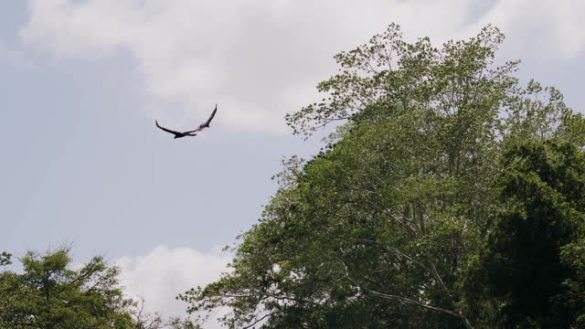 Two eagles enjoying nature.