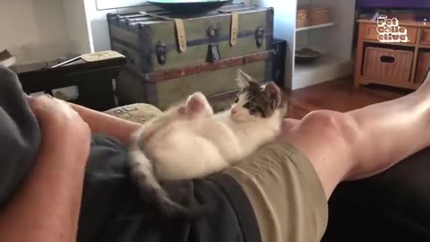 20 Minutes of Adorable Kittens - #cat #cute #kitten #pets #meow #videos #shorts #dog