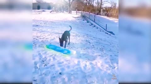 Nice dog do Snowboarding 💛
