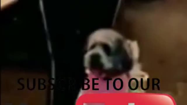 Dogs loves shopping with owner A traine