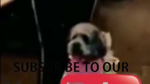Dogs loves shopping with owner A traine