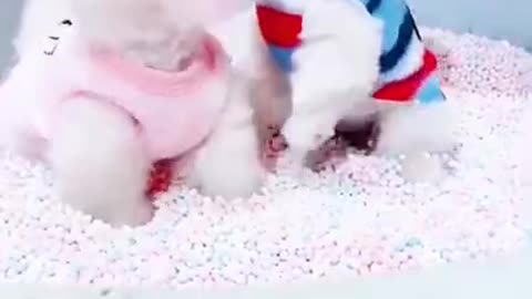 Cure puppies | cute small dogs😍♥️